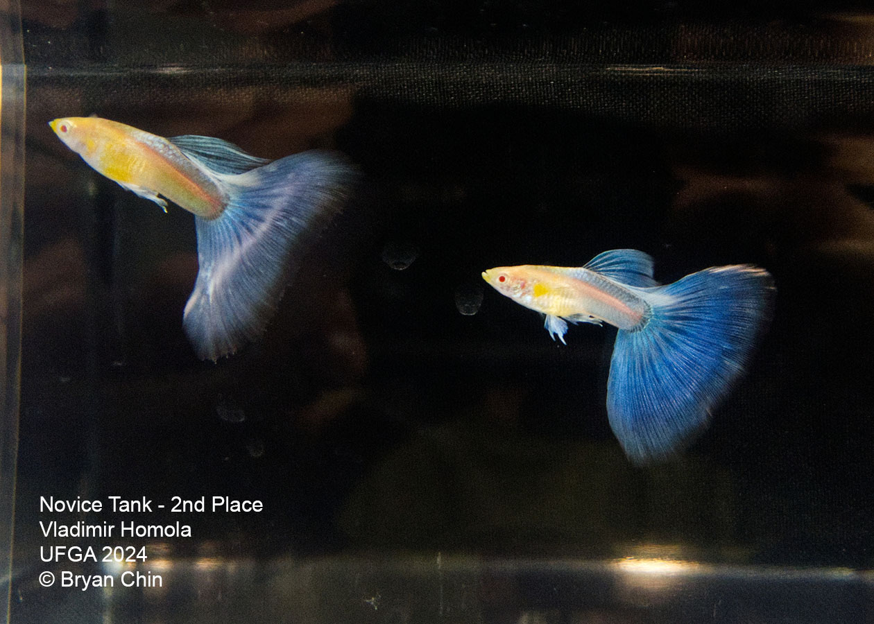 Albino light blue guppy