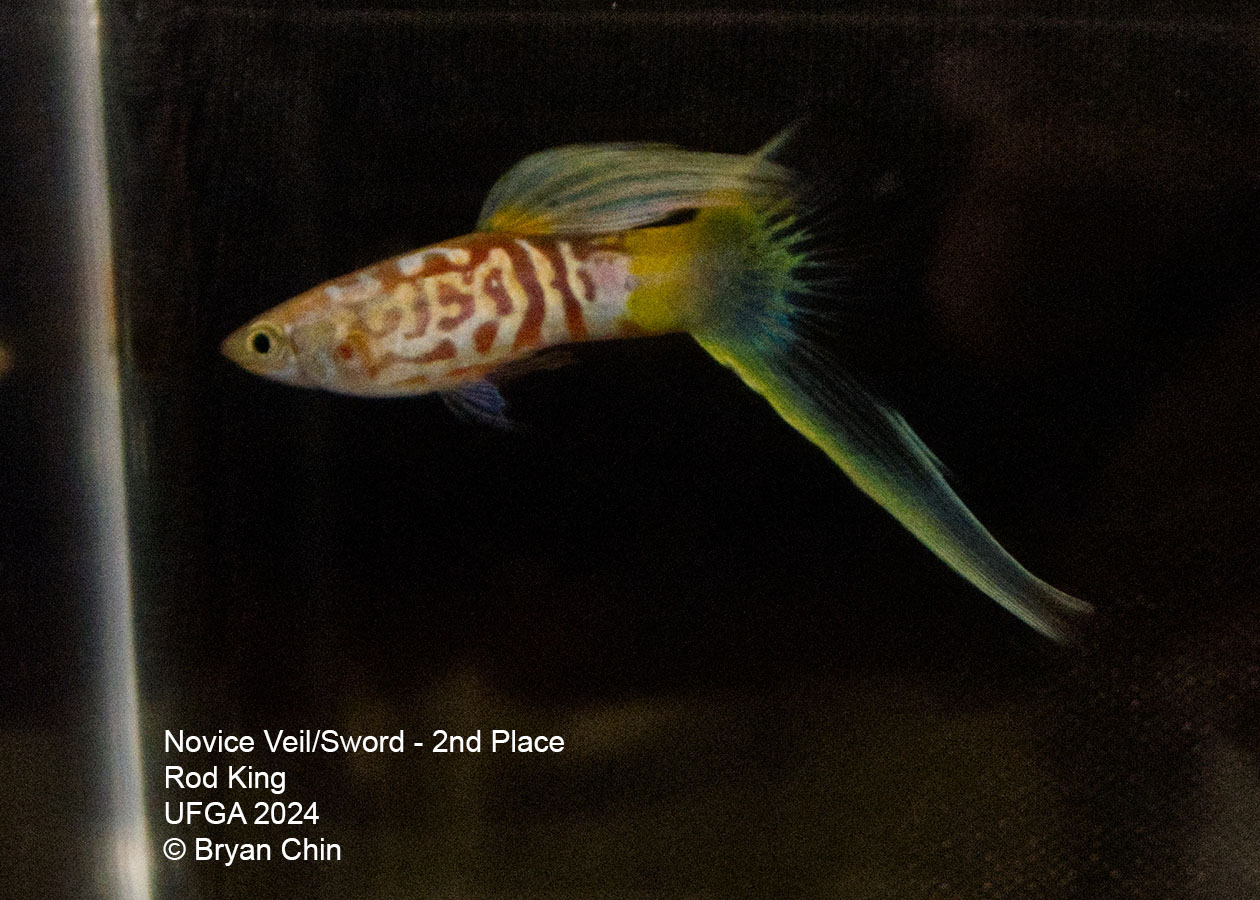 Single swordtail guppy