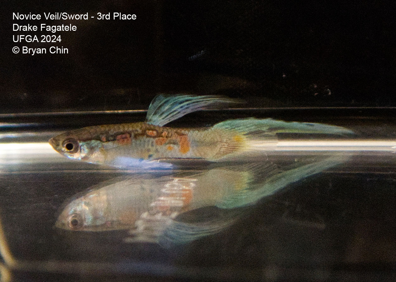 Single swordtail guppy