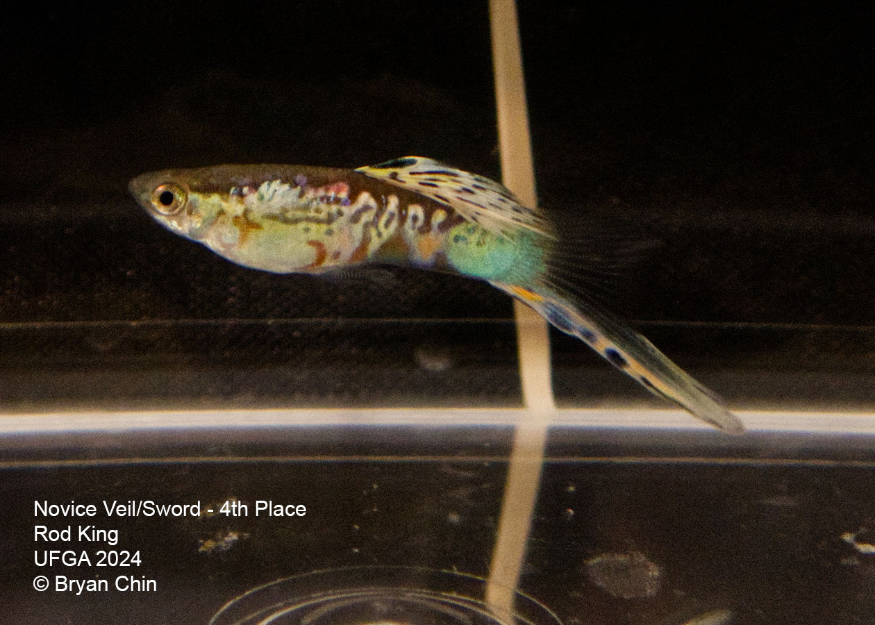 Single swordtail guppy