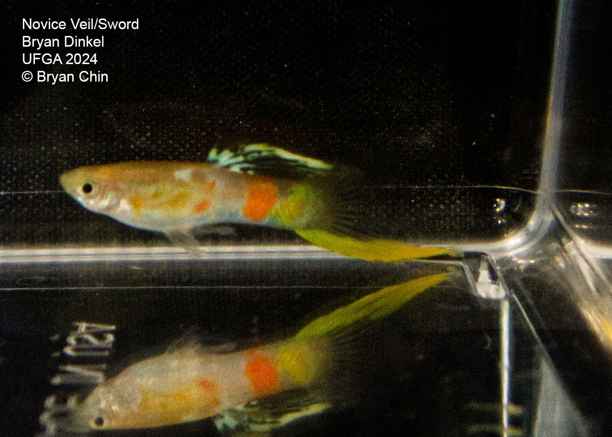 Single swordtail guppy