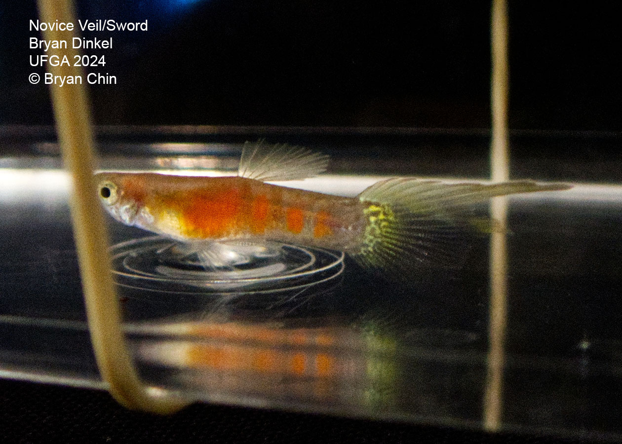 Single swordtail guppy