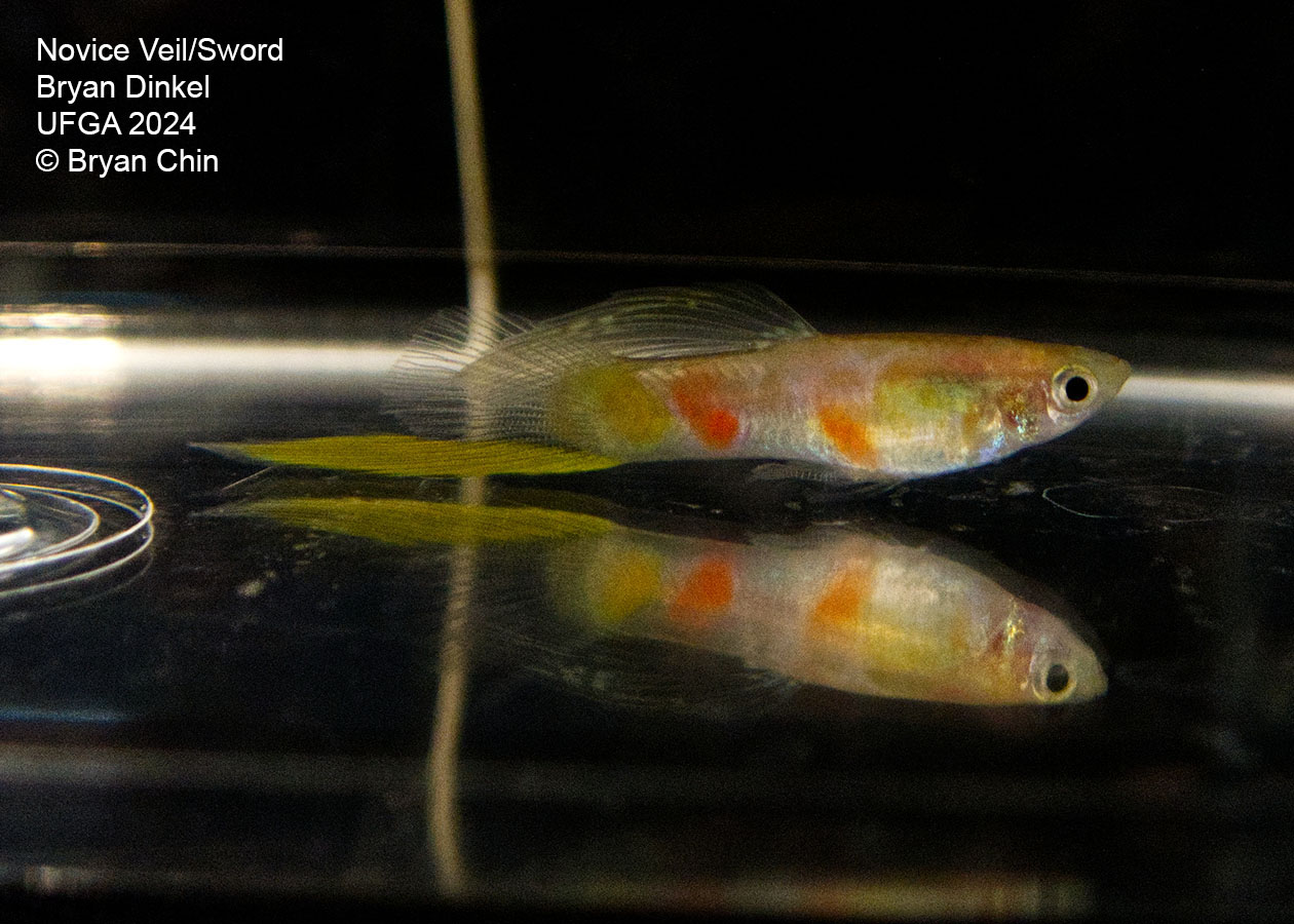 Single swordtail guppy