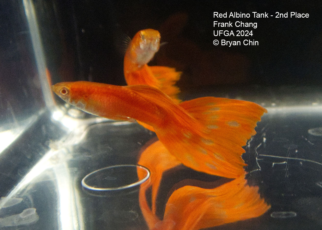 Albino Red guppy