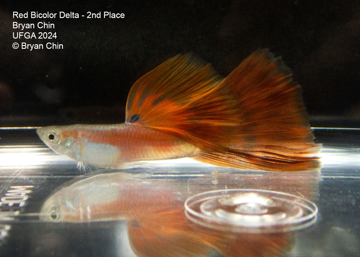 Red bicolor guppy