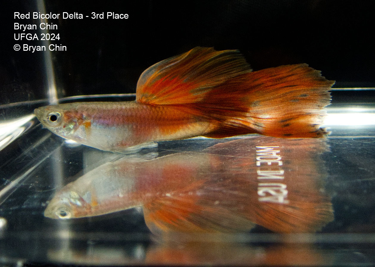 Red bicolor guppy