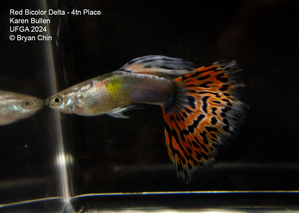 Red bicolor guppy