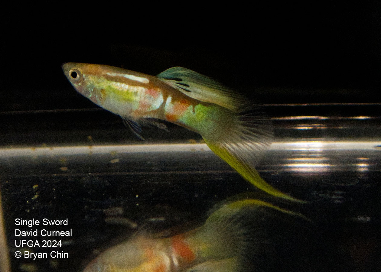 Swordtail single guppy