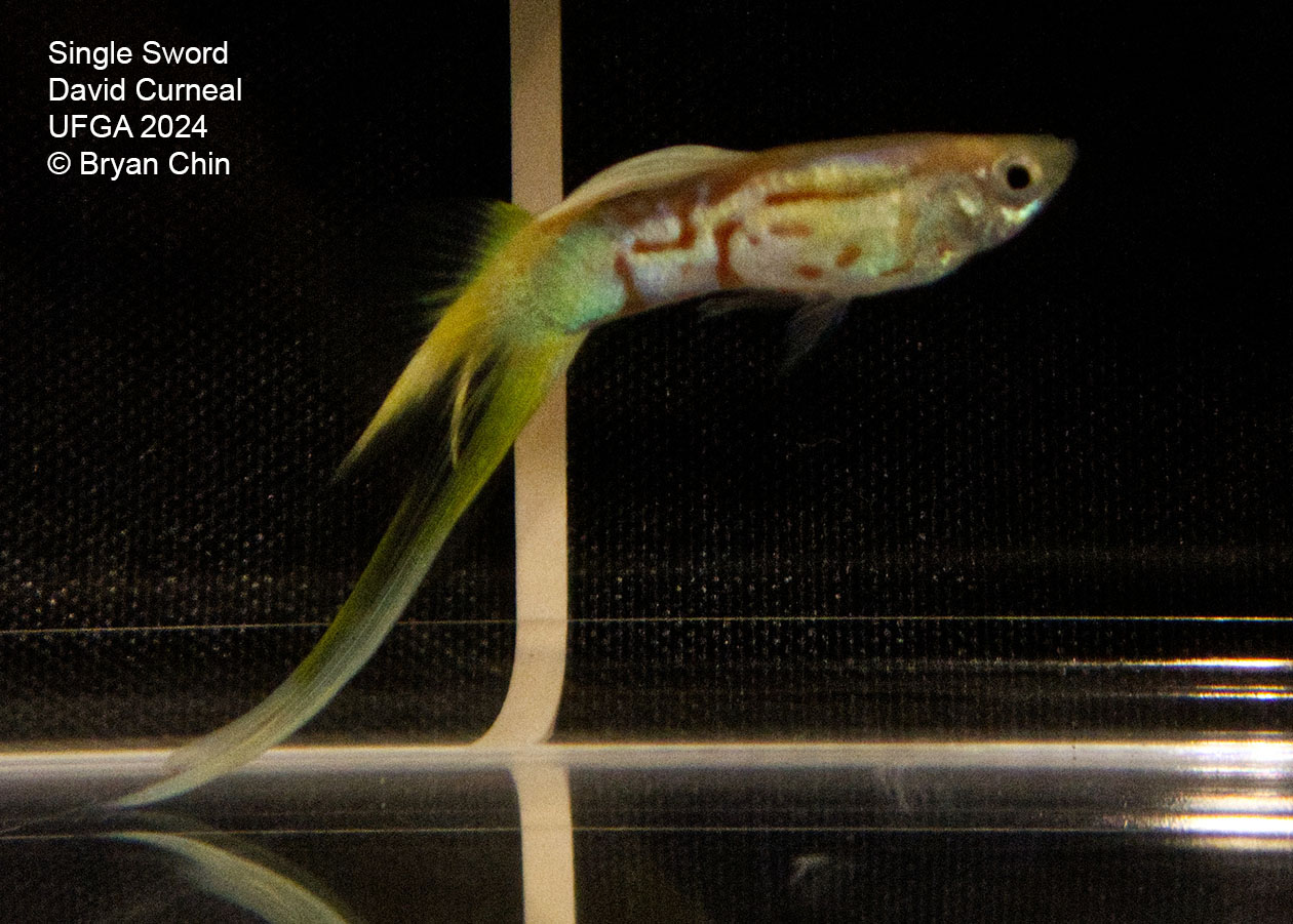 Swordtail single guppy