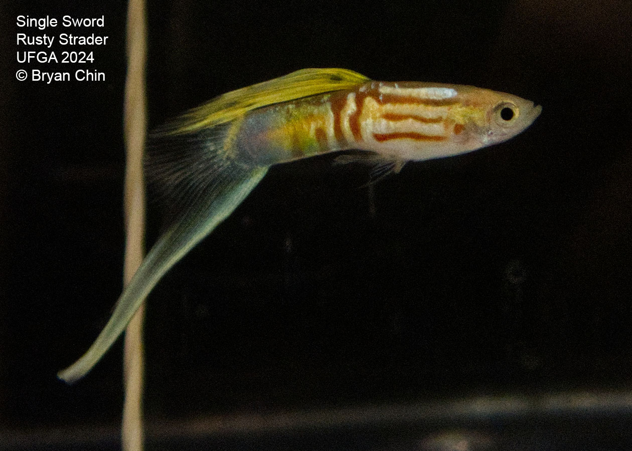 Swordtail single guppy