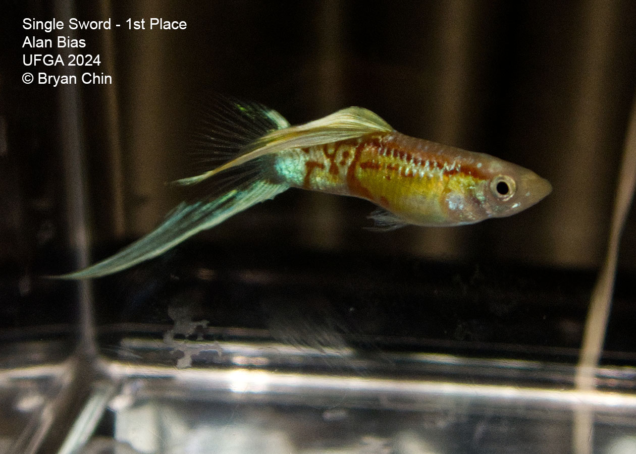 Swordtail single guppy