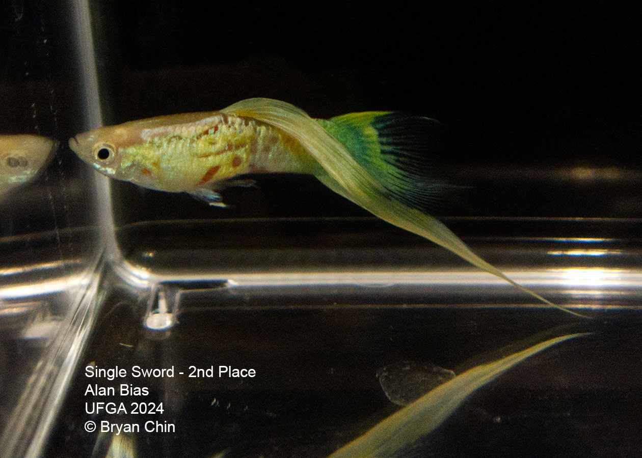 Swordtail single guppy