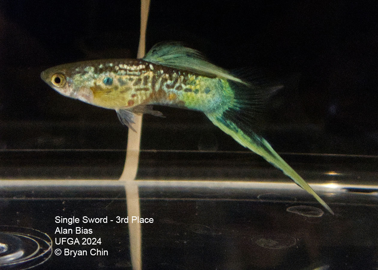 Swordtail single guppy