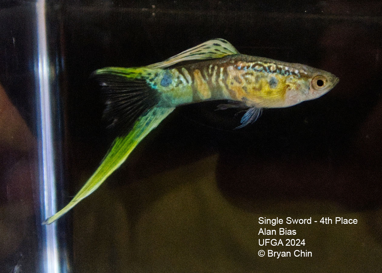 Swordtail single guppy