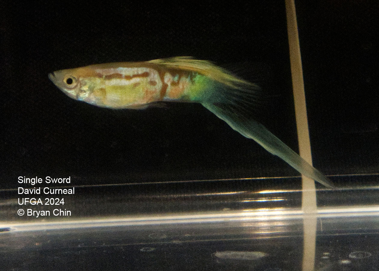 Swordtail single guppy