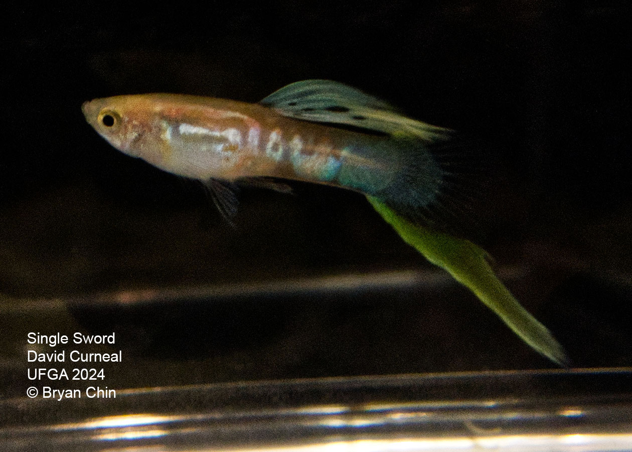 Swordtail single guppy