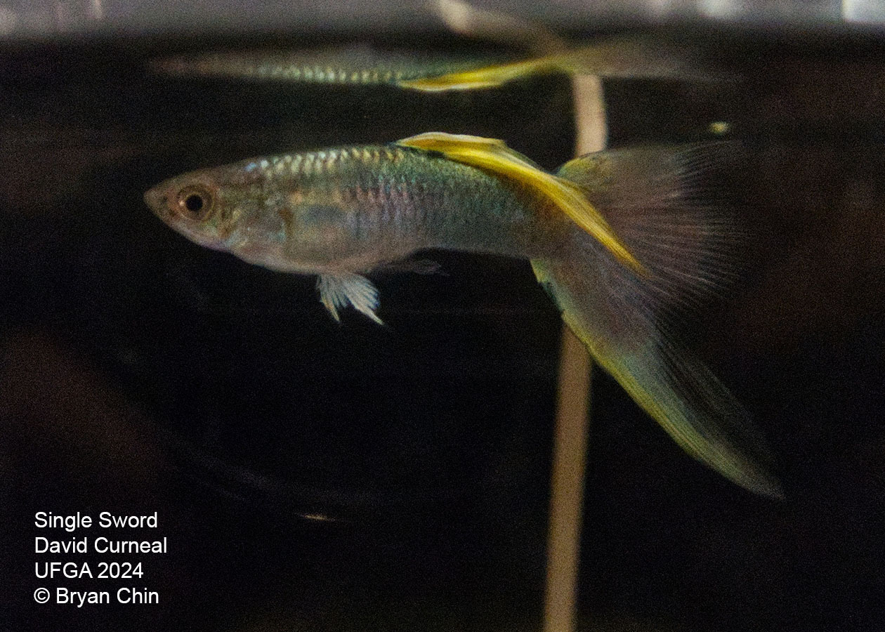 Swordtail single stoerz guppy