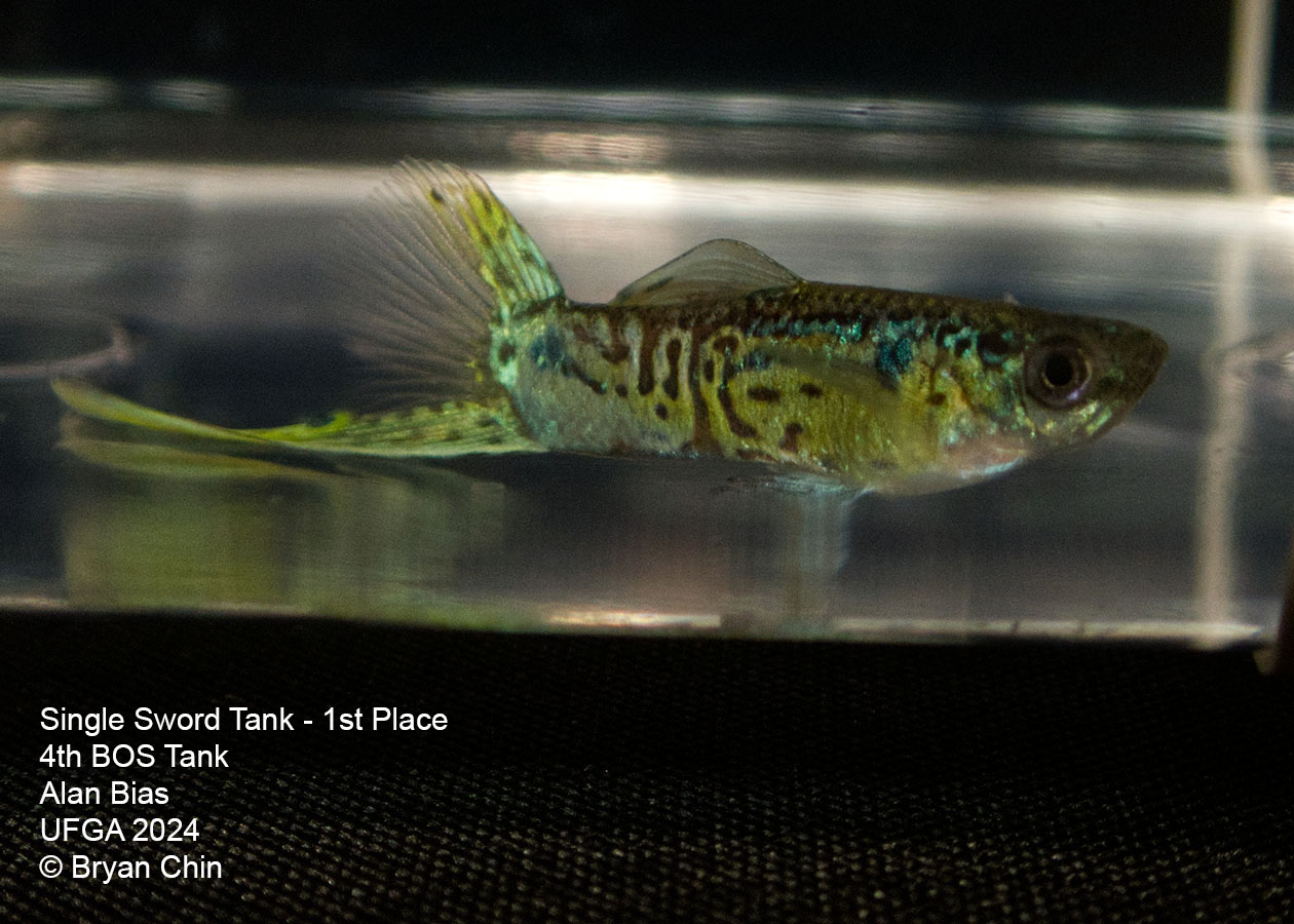 Swordtail single guppy