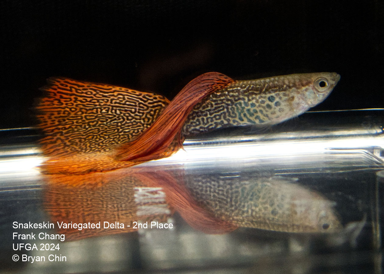 Snakeskin variegated guppy