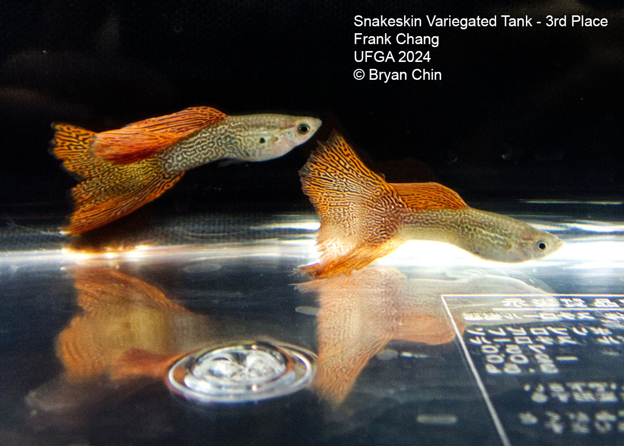 Snakeskin variegated guppy