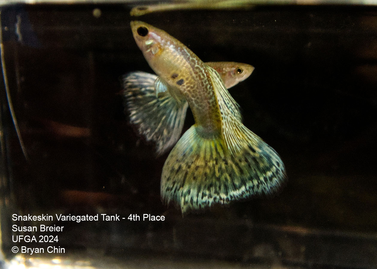 Snakeskin variegated guppy