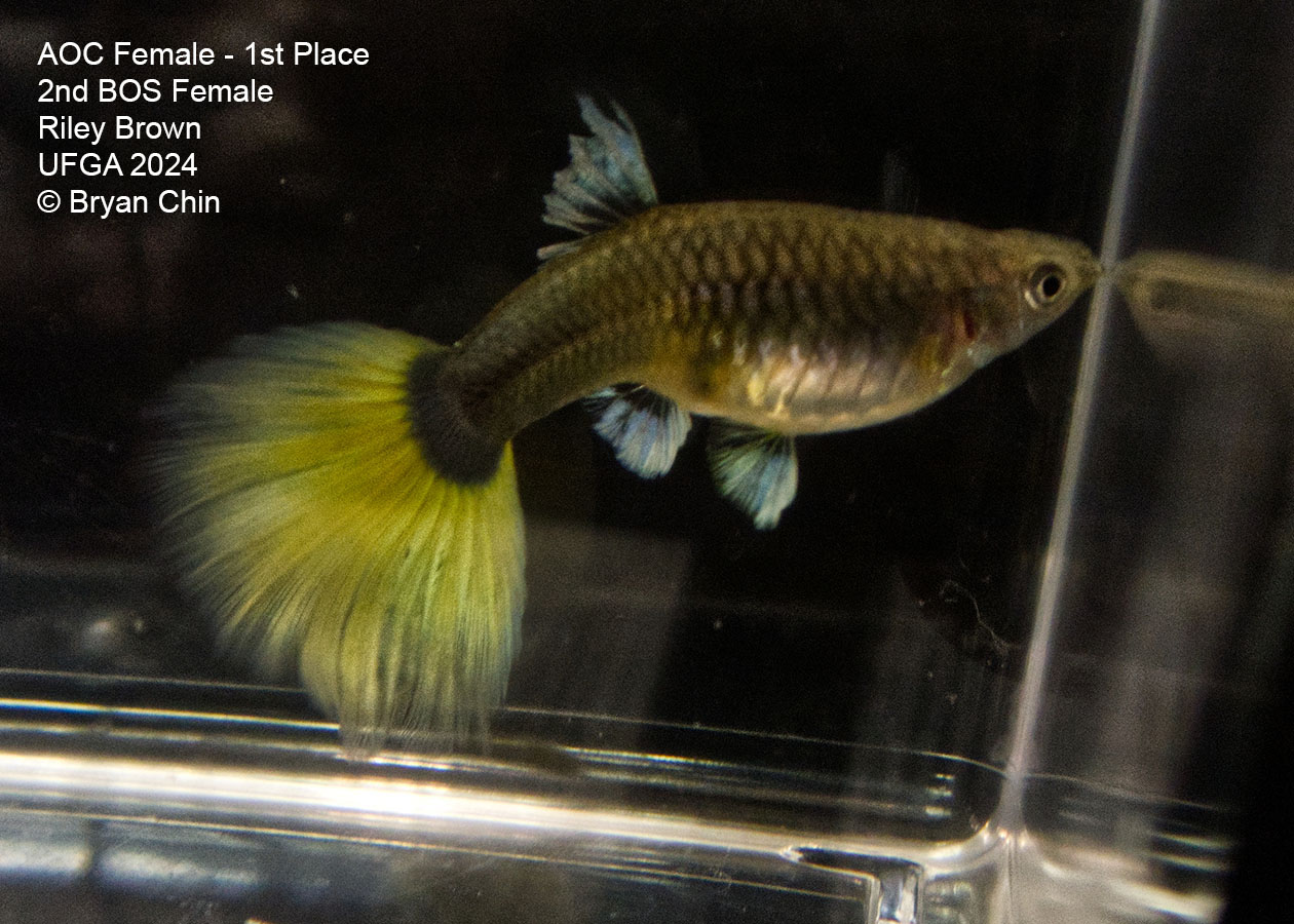 yellow female guppy