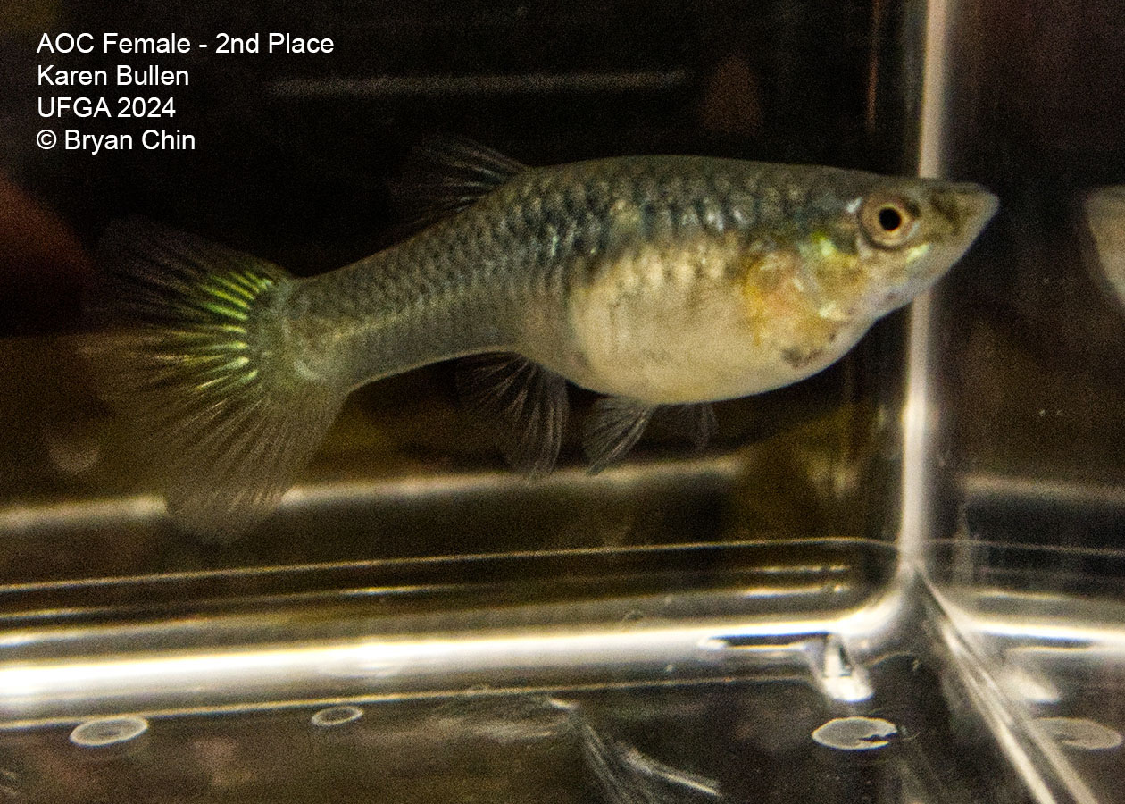 bicolor female guppy