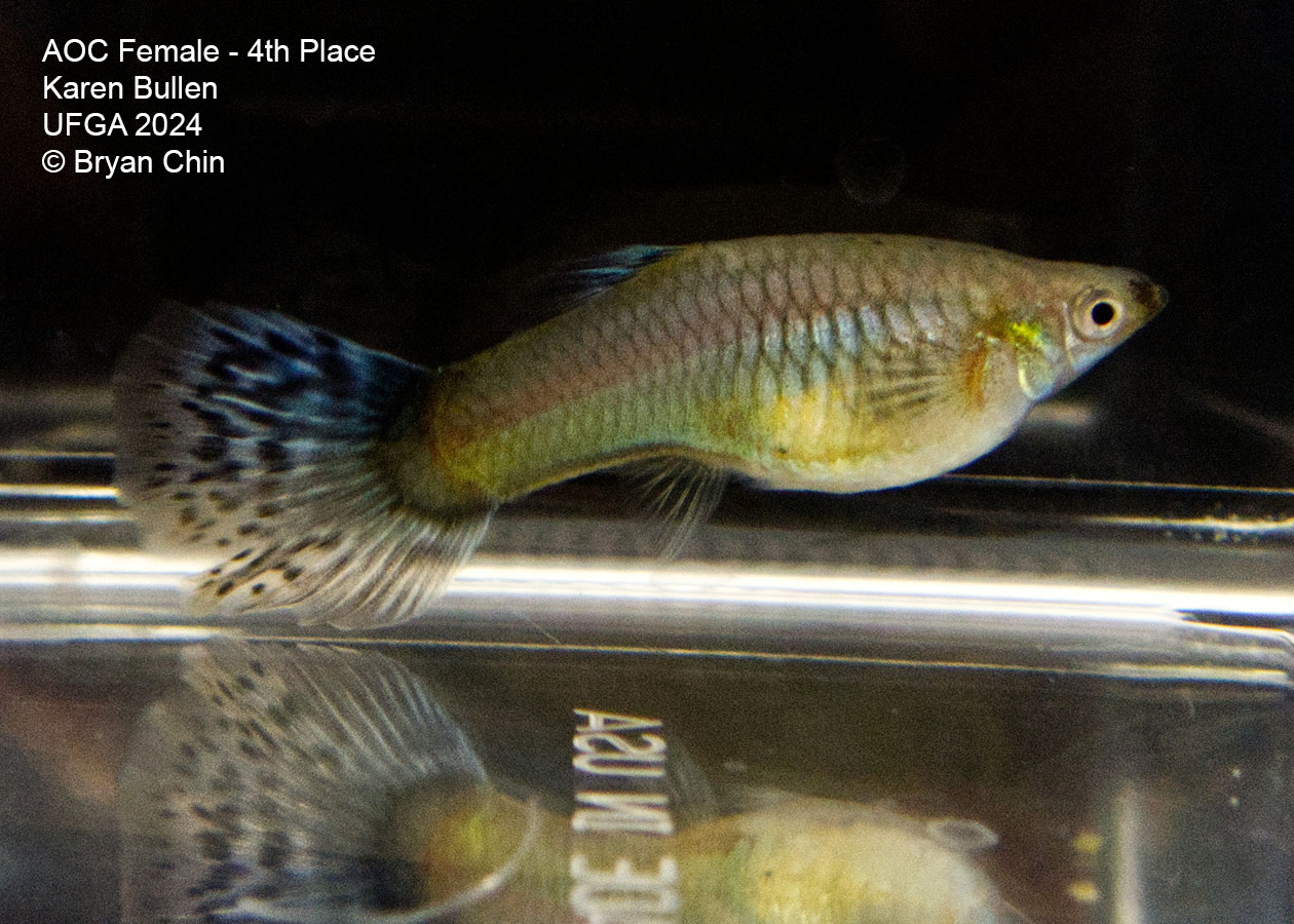 bicolor female guppy