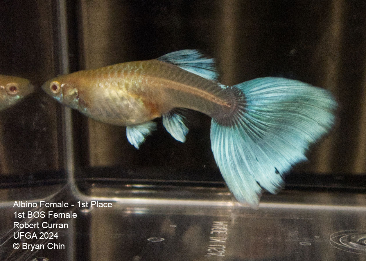 Albino female guppy