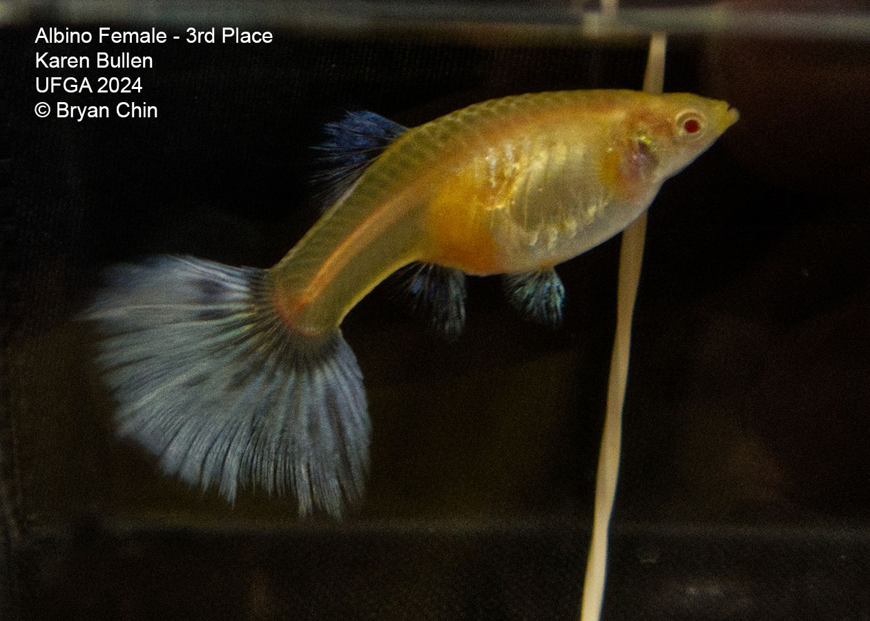 Albino female guppy