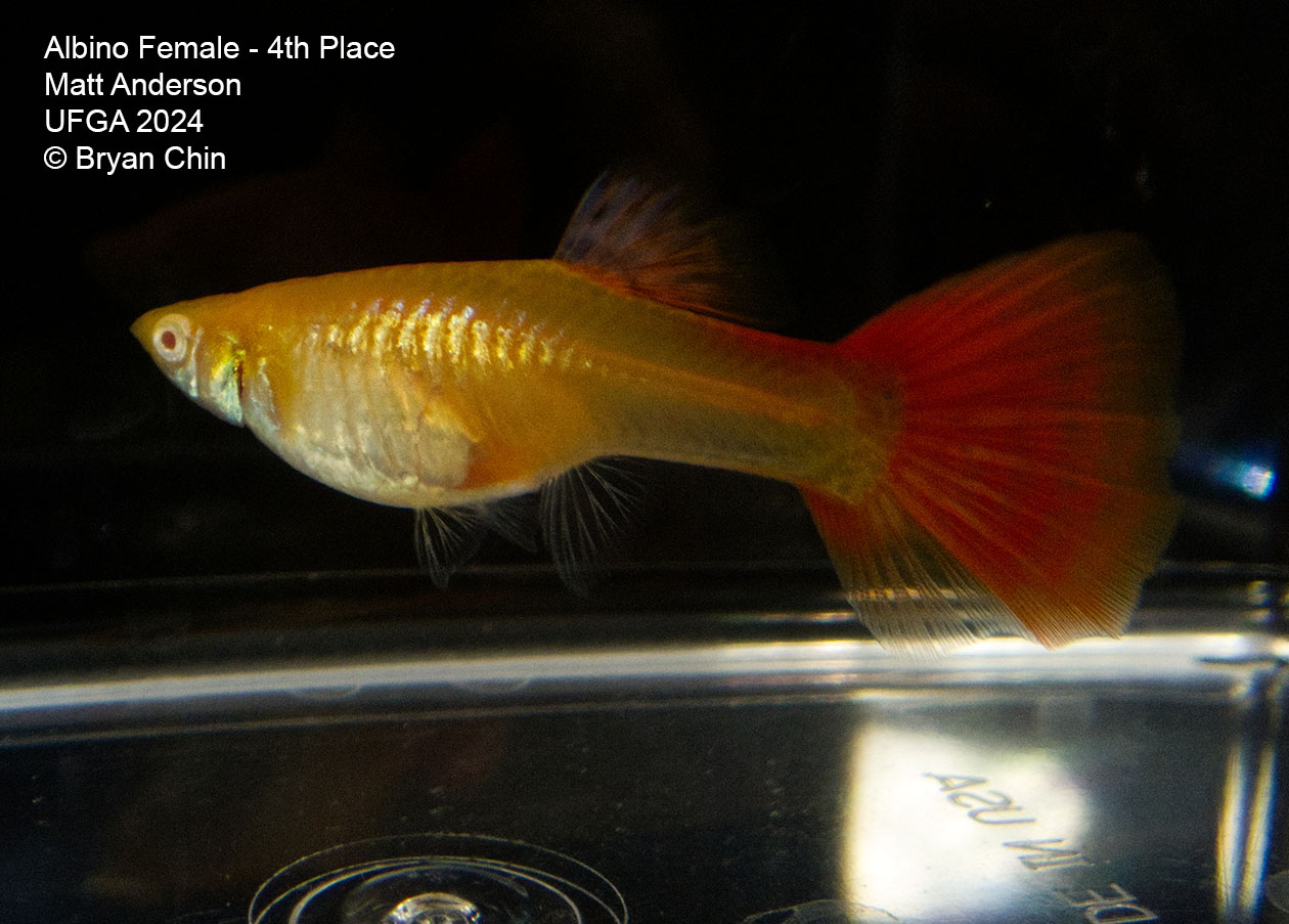 Albino female guppy