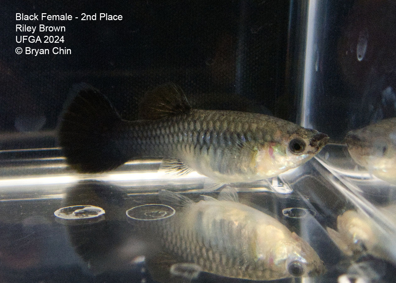 black female guppy