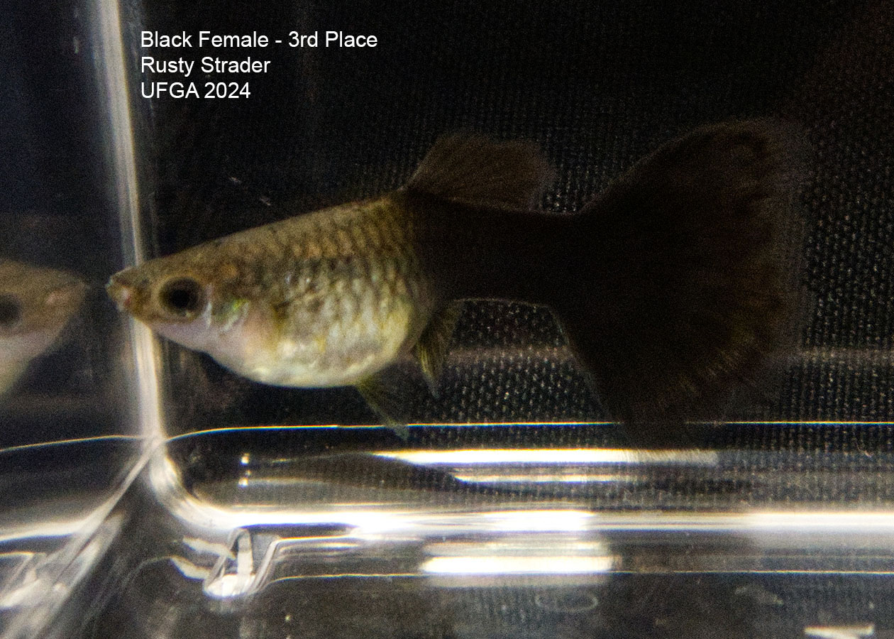 black female guppy