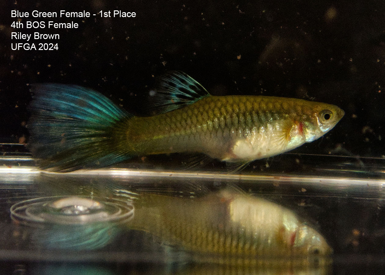 Green female guppy