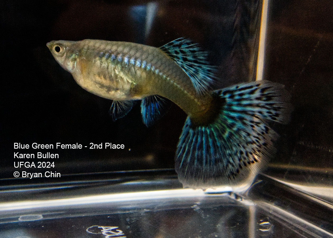 blue green bicolor female guppy