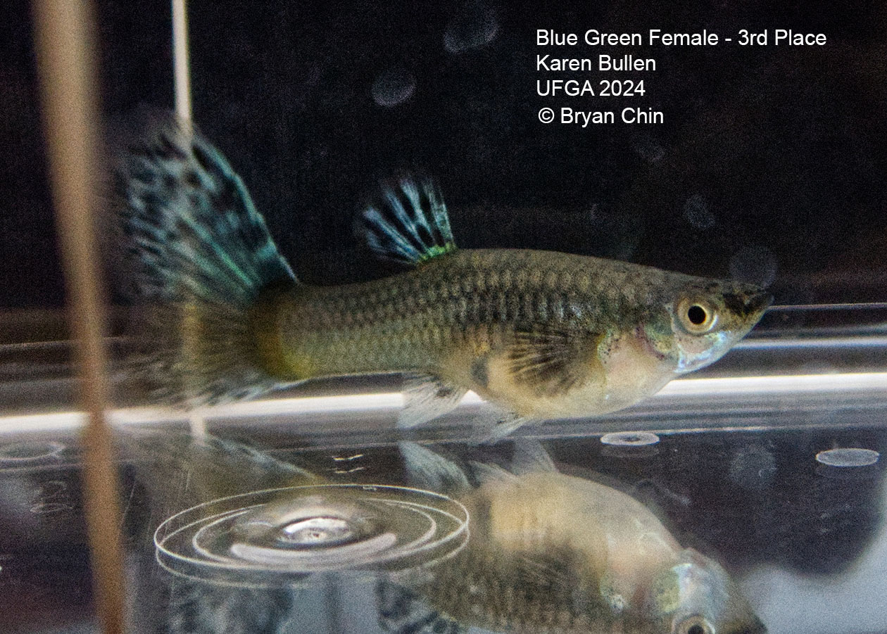 blue green bicolor female guppy