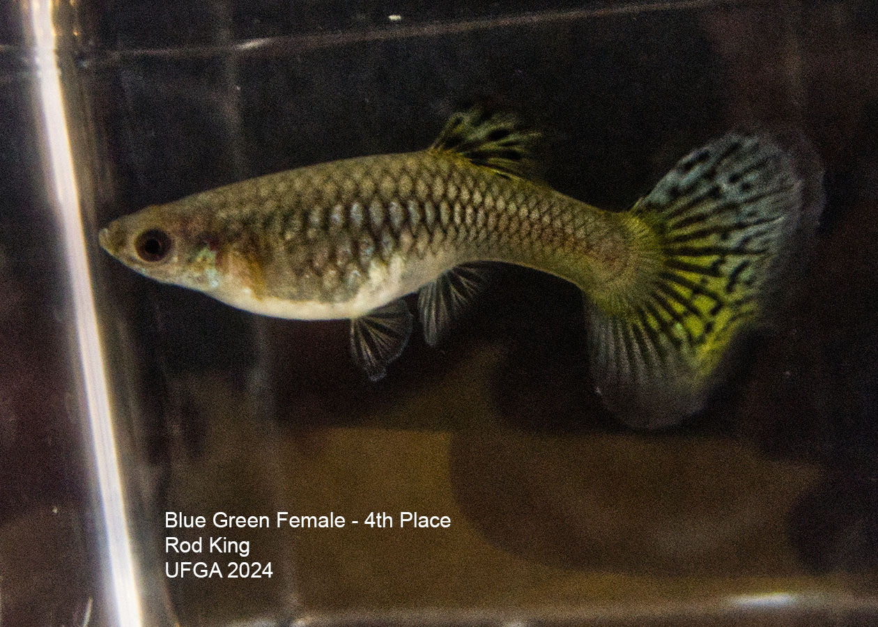 variegated female guppy