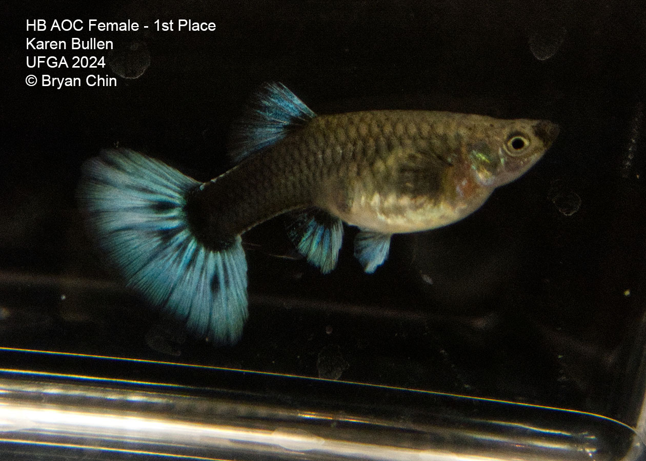 HB blue green bicolor female guppy