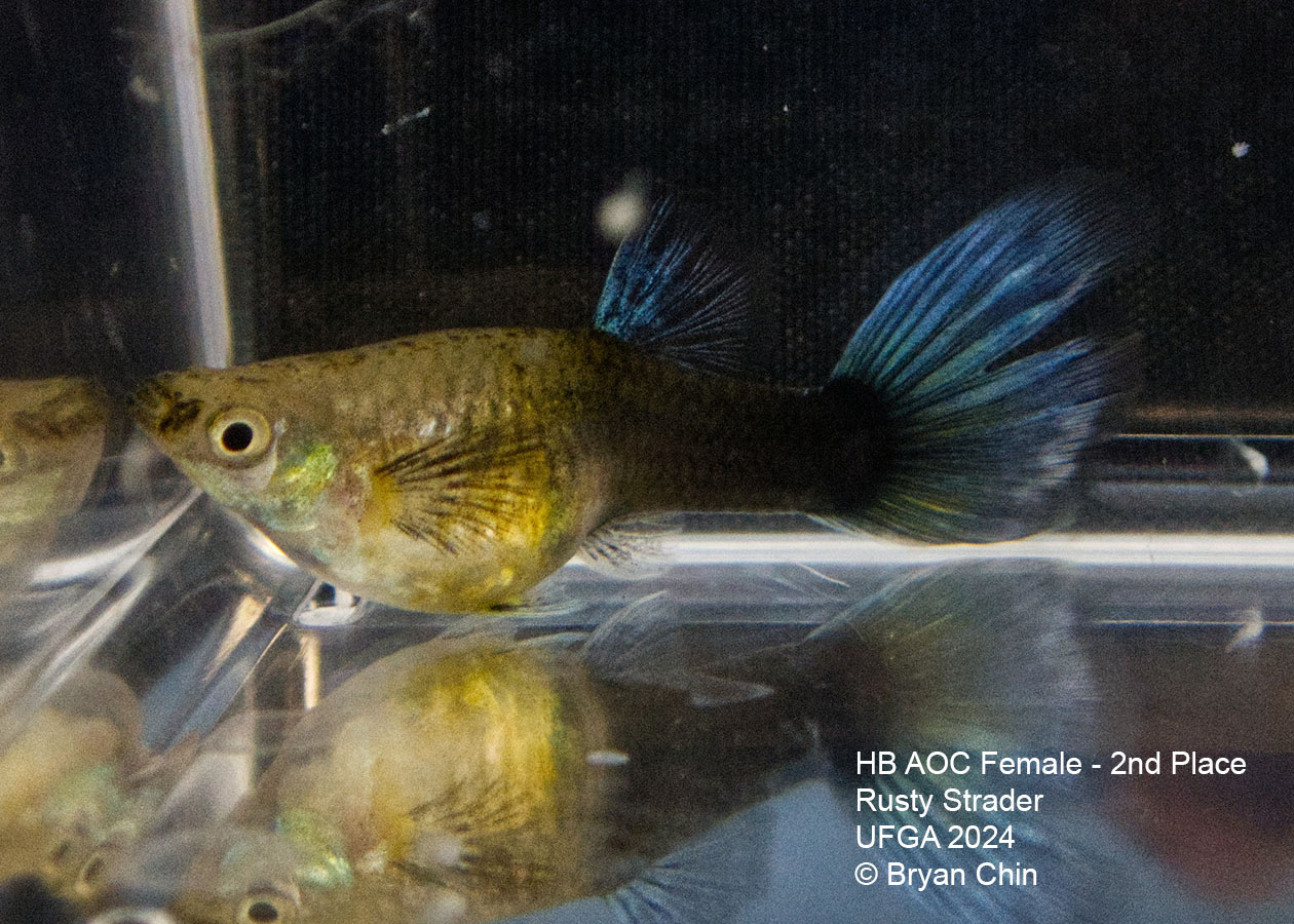 HB blue female guppy