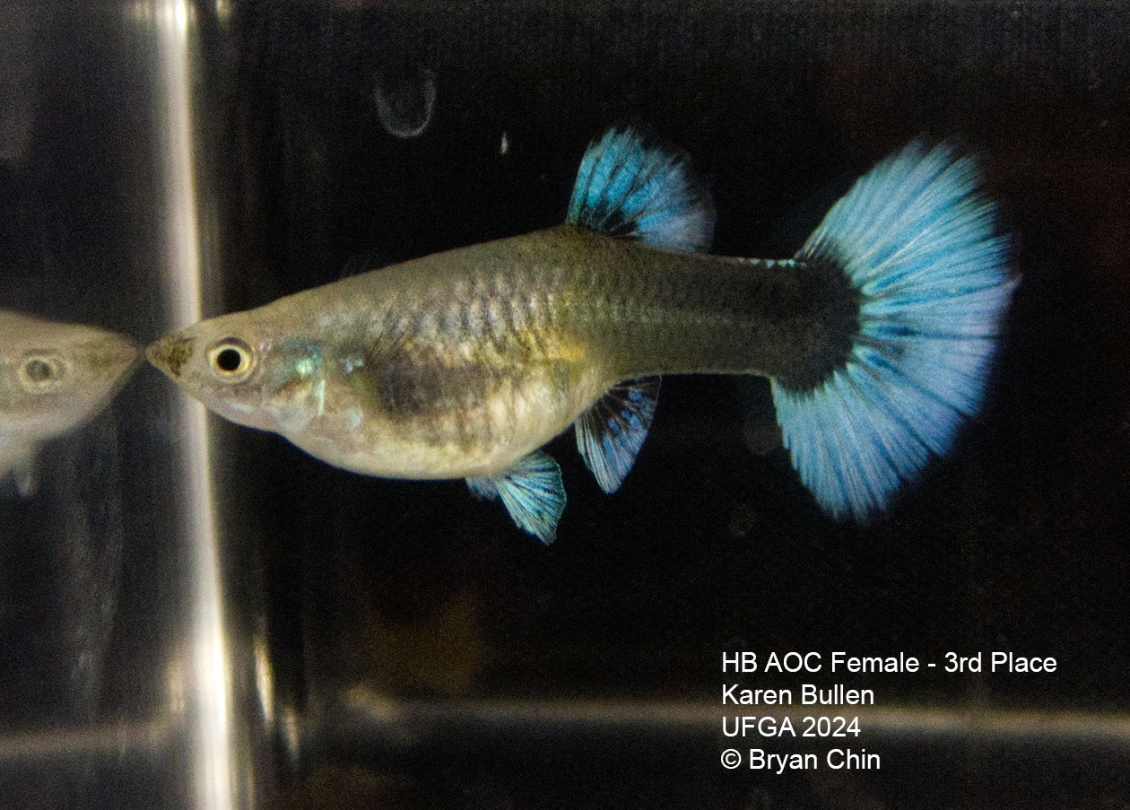 HB blue  female guppy