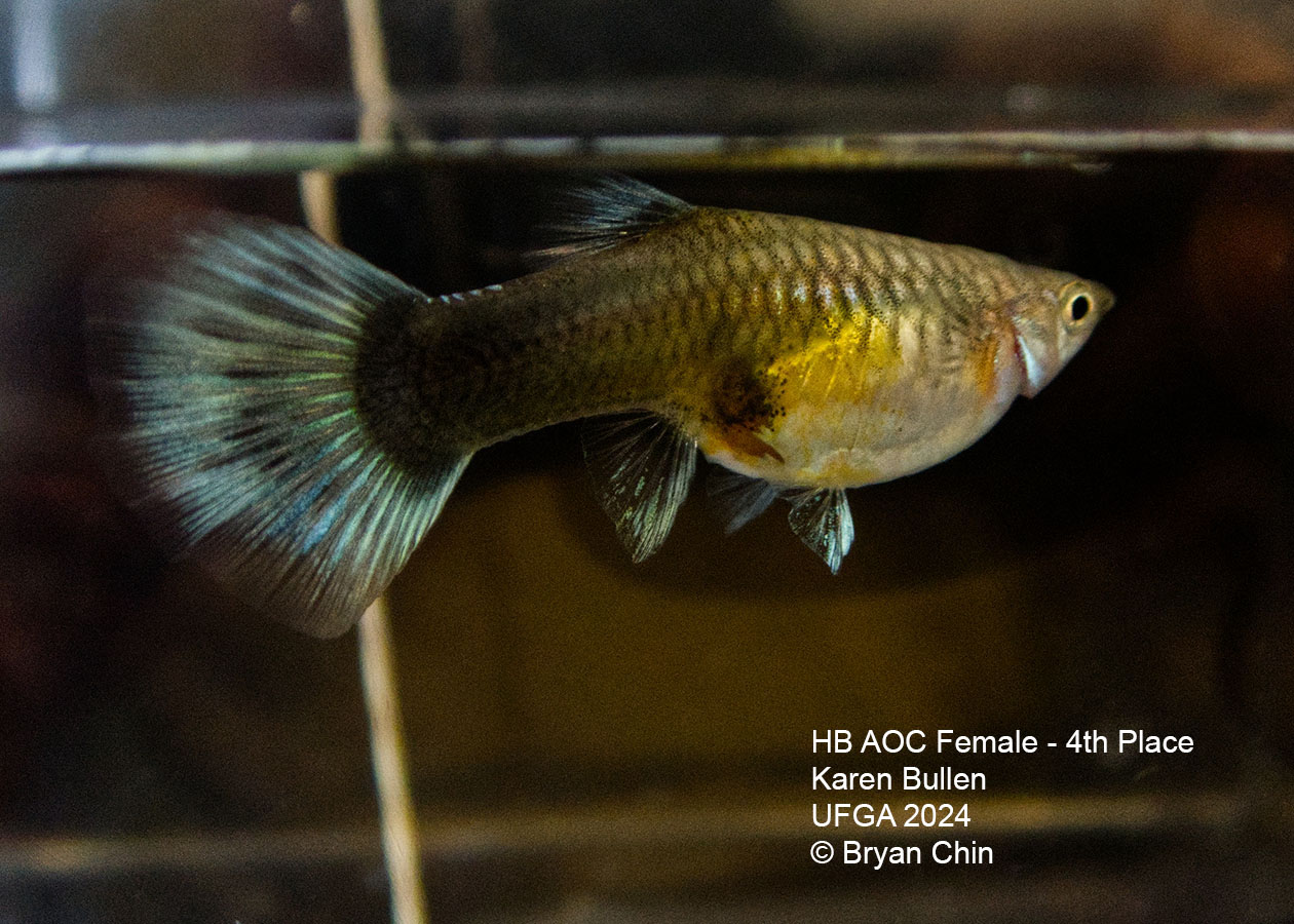 HB blue green bicolor female guppy