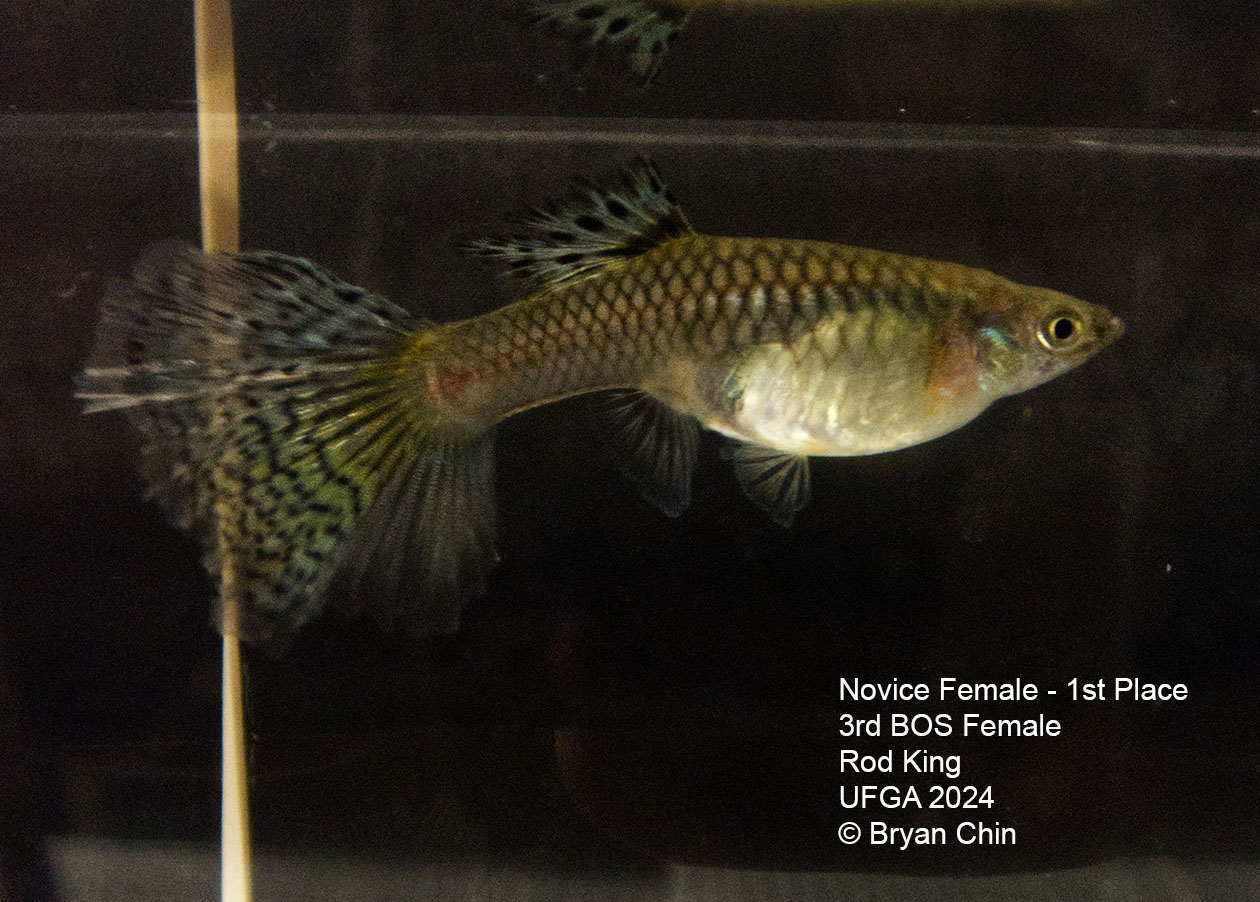 bicolor female guppy