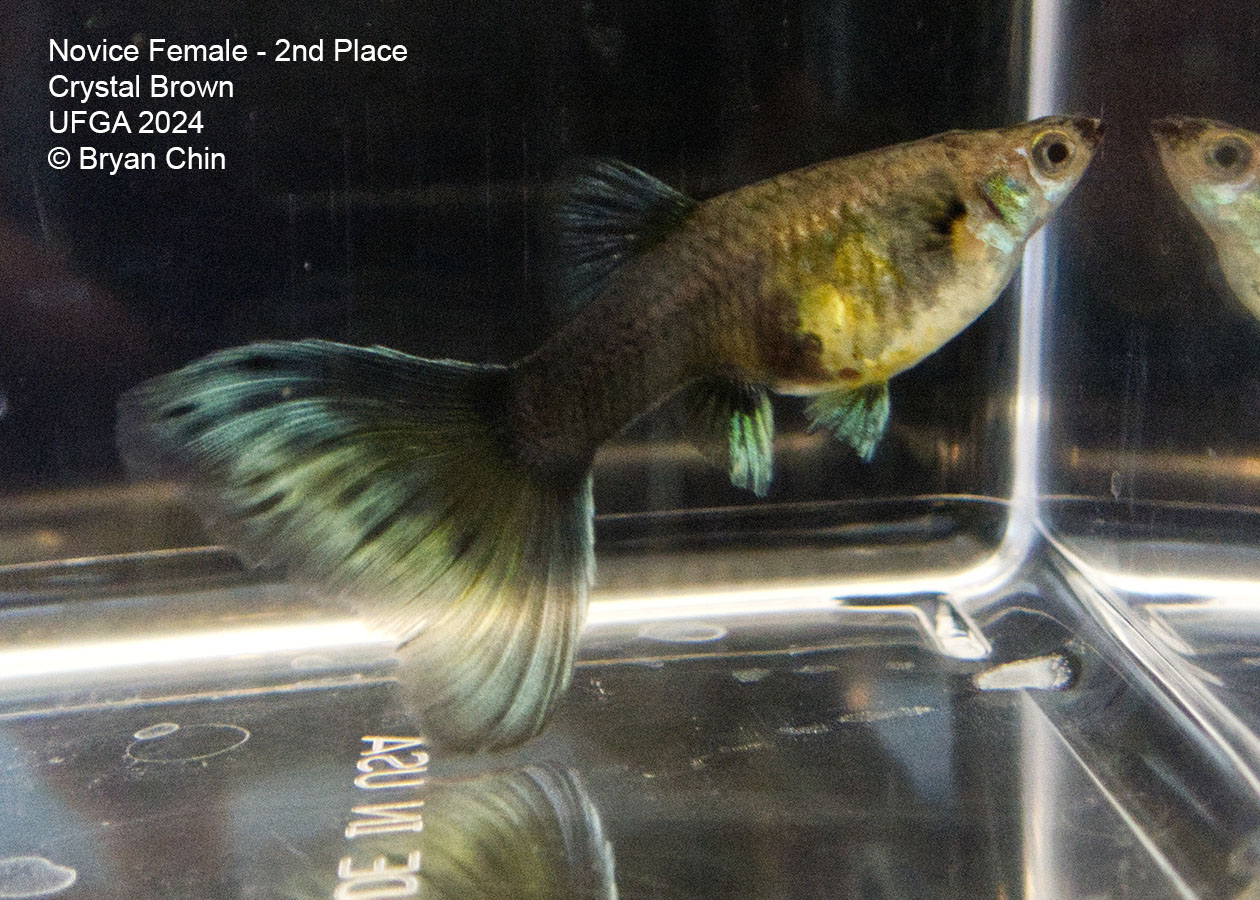 green bicolor female guppy