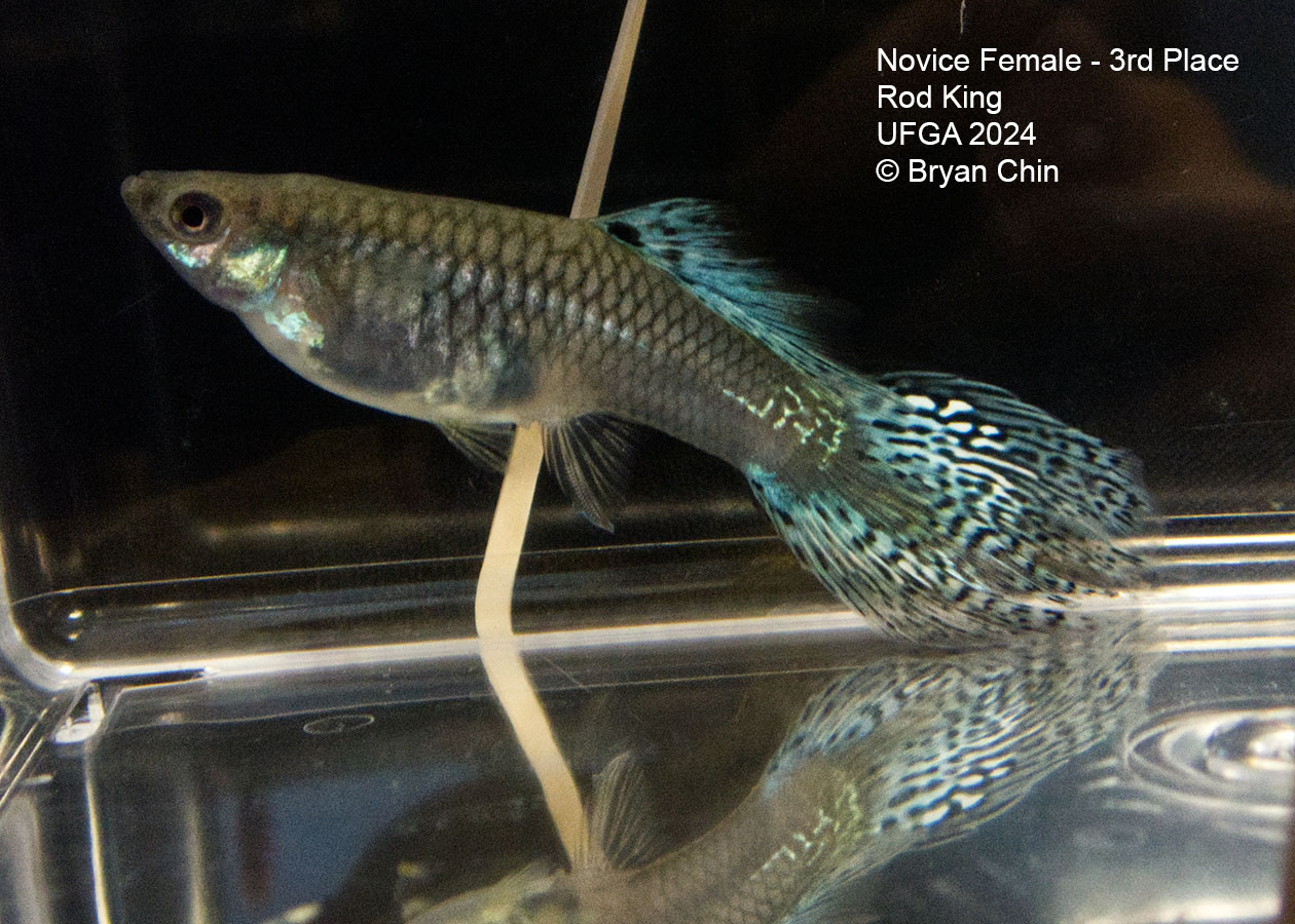 blue green bicolor female guppy