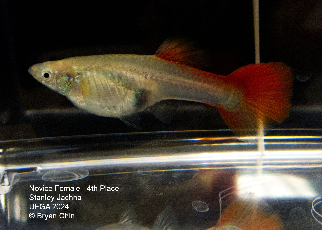 red  female guppy