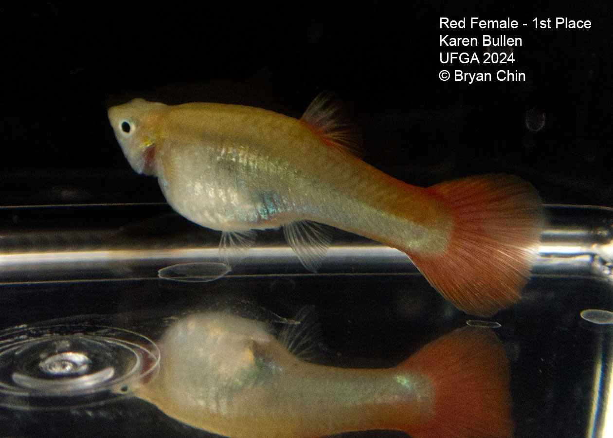 red  female guppy