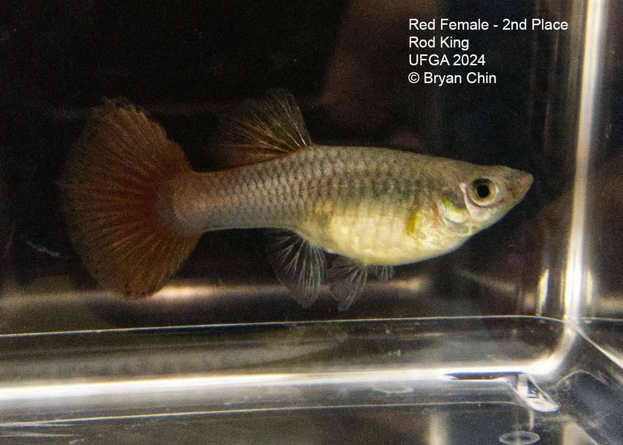 red  female guppy