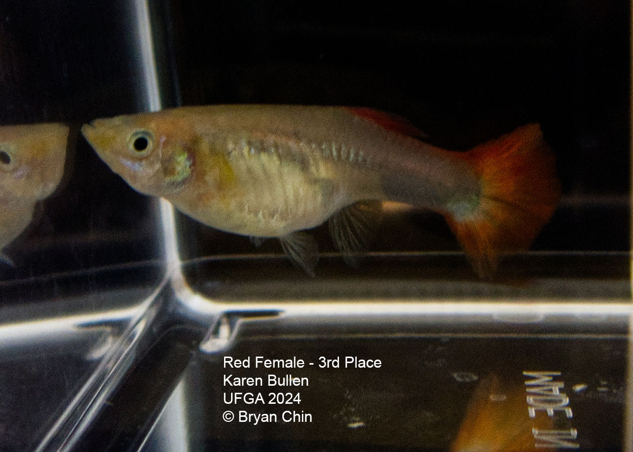 red  female guppy