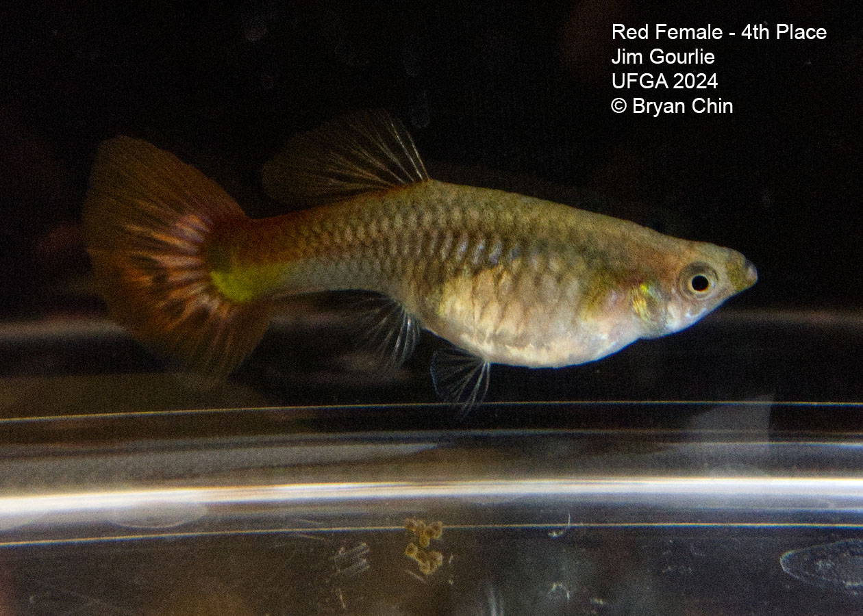 red  female guppy