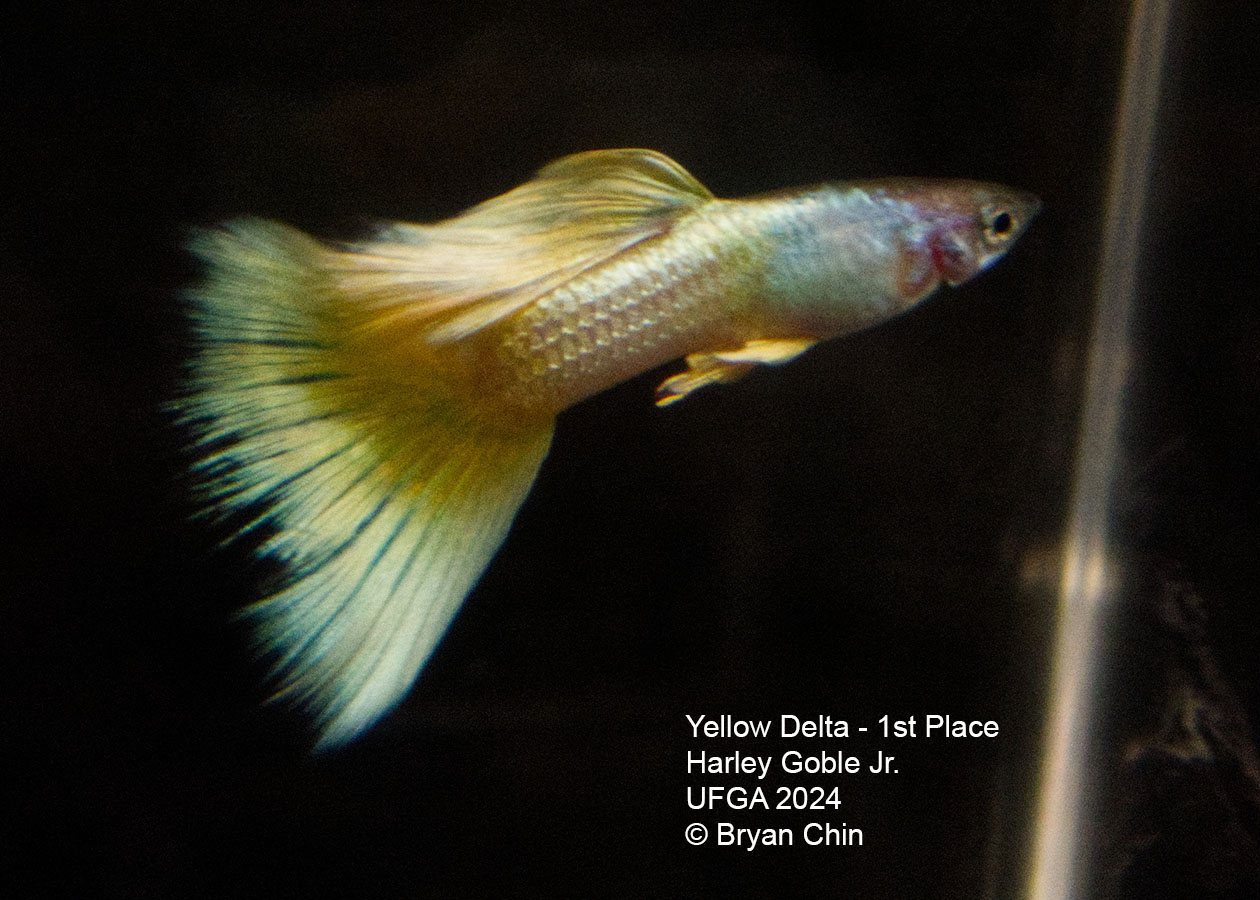 Yellow guppy